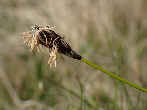 Curvy sedge (Carex curvula)