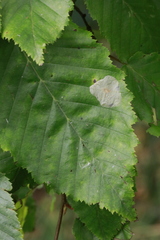 Phyllonorycter esperella