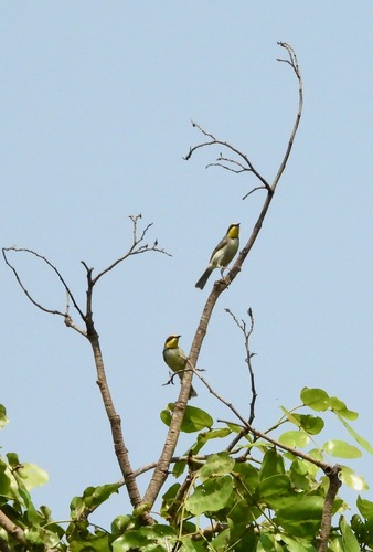 Black-necked Eremomela (Eremomela atricollis), photo 1