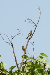 Black-Necked Eremomela photo 2