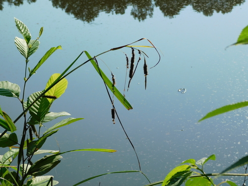 fringed sedge (Carex crinita)