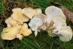 Albatrellus citrinus