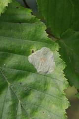 Phyllonorycter esperella