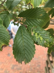 Ulmus americana