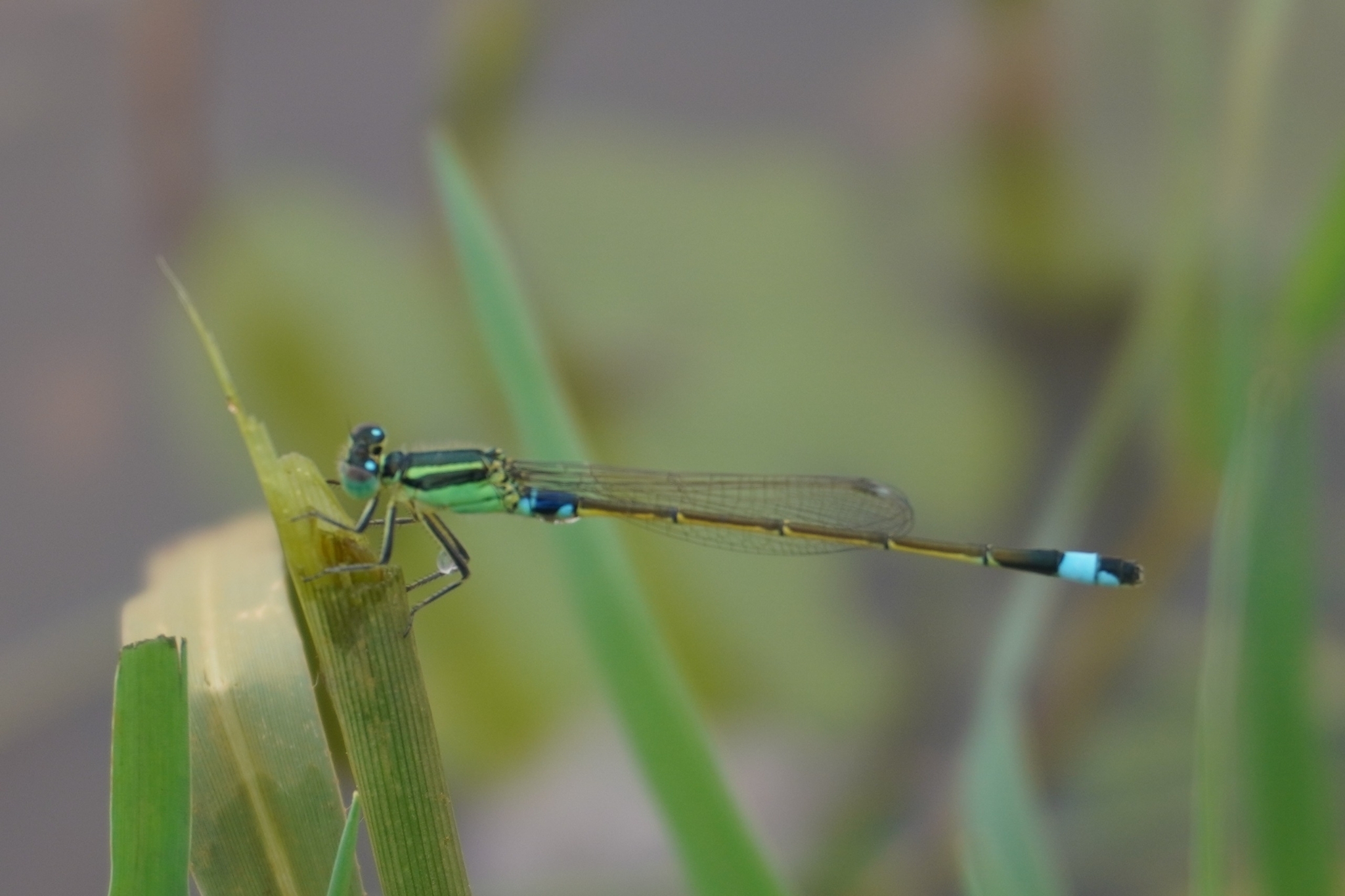 Tropical Bluetail