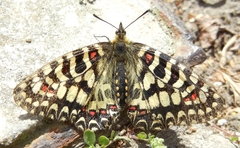 Zerynthia rumina