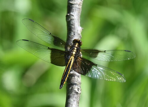 Widow skimmer