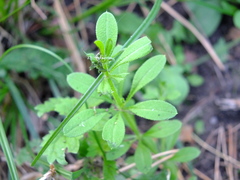 Galium pseudorivale