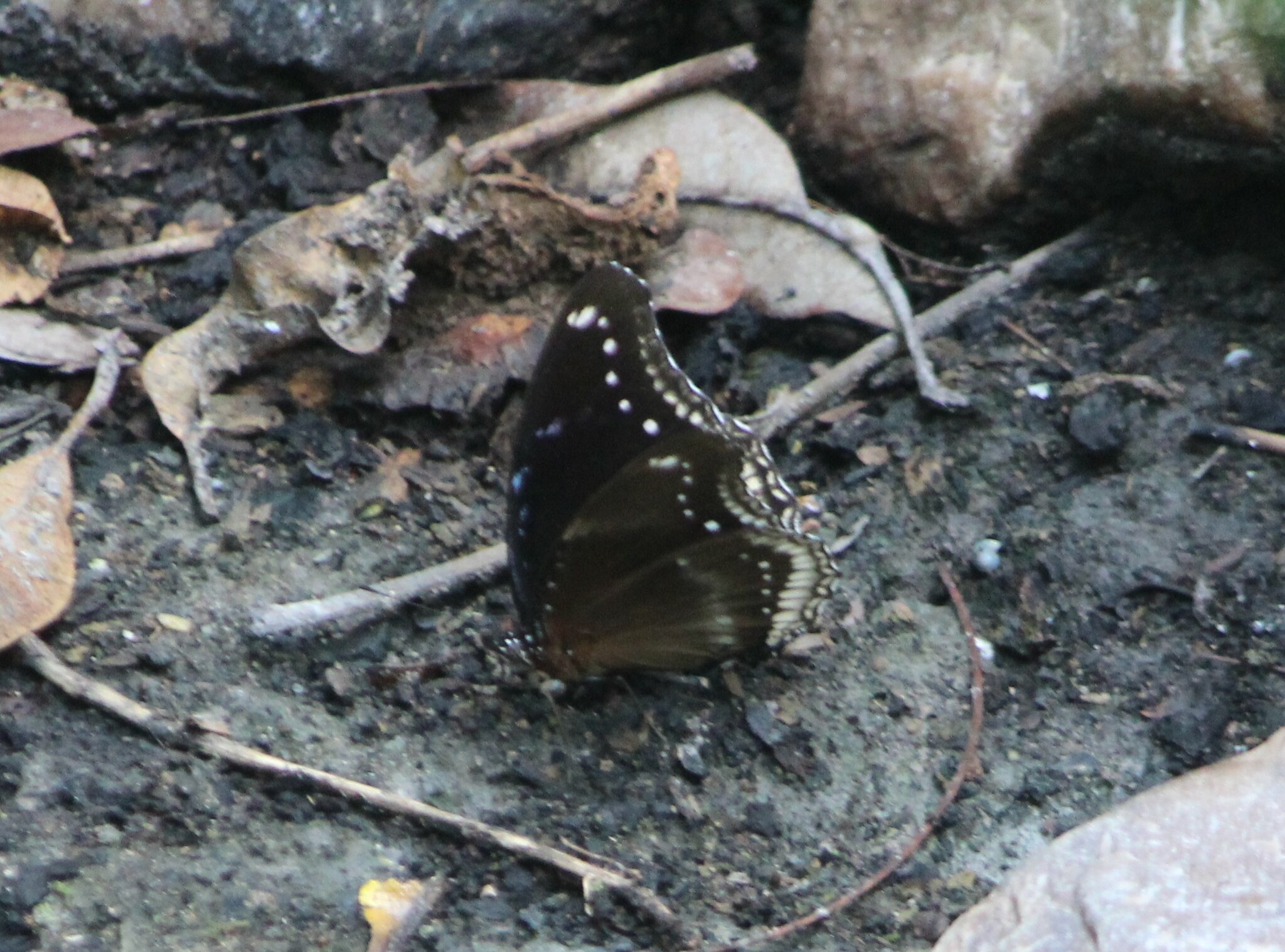 Great Eggfly