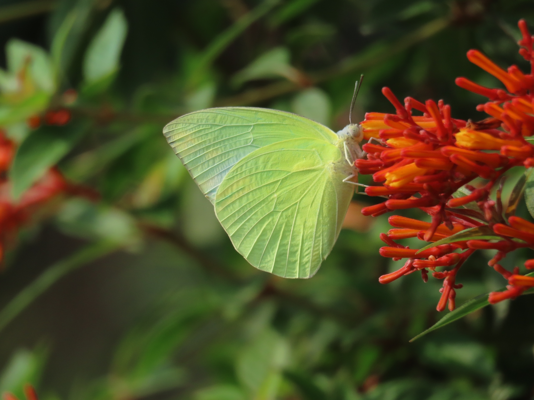 Lemon Emigrant