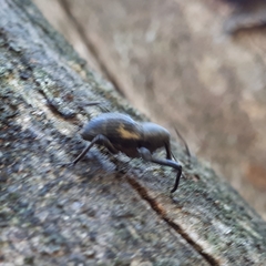 Nototragopus plagiatus