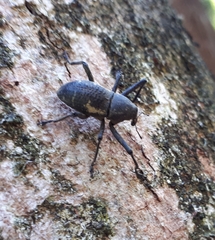 Nototragopus plagiatus