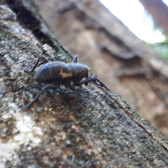 Nototragopus plagiatus