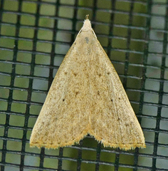 Macrochilo louisiana