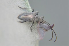 Tomentgaurotes batesi