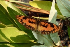 Byblia anvatara crameri