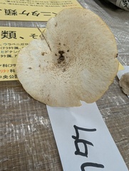 ケガワタケ