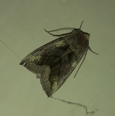 Diachrysia chrysitis