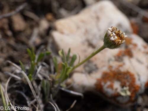 Taprooted Fleabane (Erigeron radicatus)