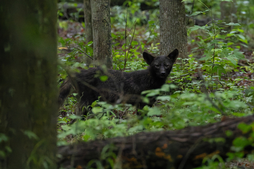 Red Fox photographed in Virginia
