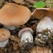 Cortinarius Sect. Lanigeri - Photo (c) Marco Floriani, some rights reserved (CC BY-NC), uploaded by Marco Floriani