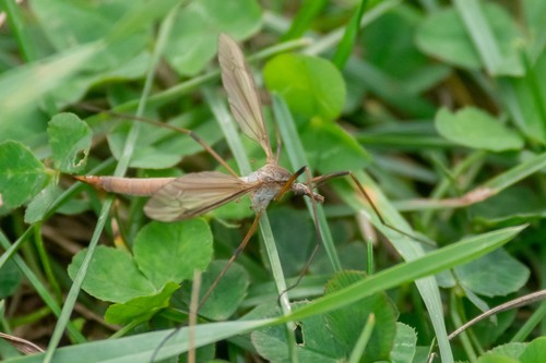 European Crane Fly photo 4