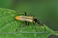 Chauliognathus hieroglyphicus