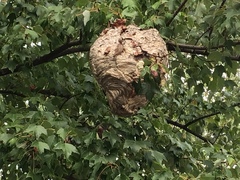 Dolichovespula maculata