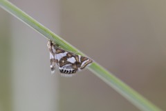 Chrysendeton medicinalis