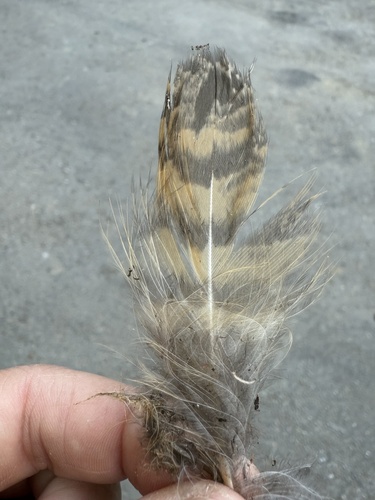 View observation of {o.common_name} on iNaturalist