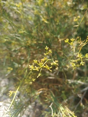 Bupleurum fruticescens