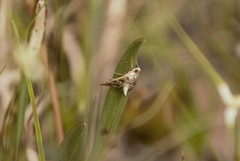 Epipagis forsythae