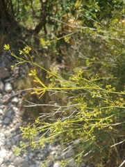 Bupleurum fruticescens