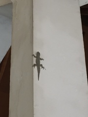Hemidactylus platyurus