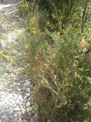 Bupleurum fruticescens