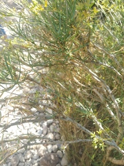 Bupleurum fruticescens