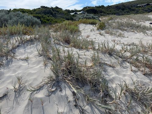 Spinifex hirsutus, photograph 4