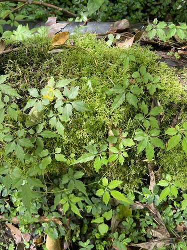 Gynostemma pentaphyllum observed 2025-06-25