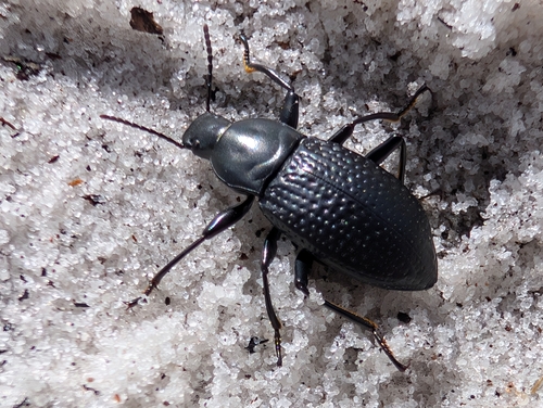 Polopinus youngi