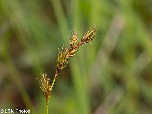 northern meadow sedge (Carex praticola)