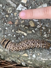 Citheronia sepulcralis