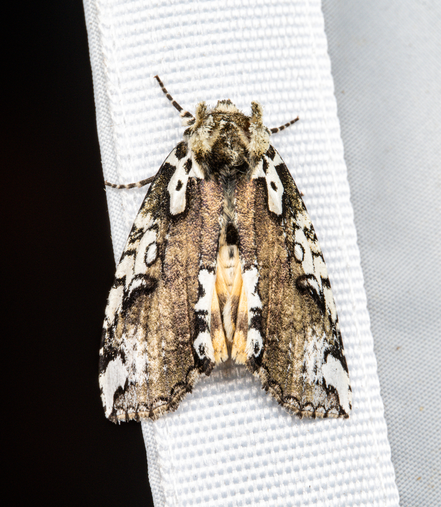 Macrothyatira conspicua