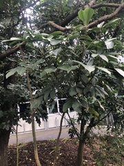 Pseudopanax kermadecensis