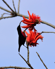 Chalcomitra senegalensis gutturalis