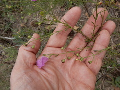 Agalinis homalantha