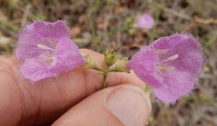 Agalinis homalantha