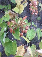 Hydrangea hydrangeoides