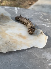 Citheronia sepulcralis