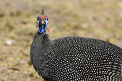 Numida meleagris mitratus