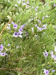 Psoralea obliqua
